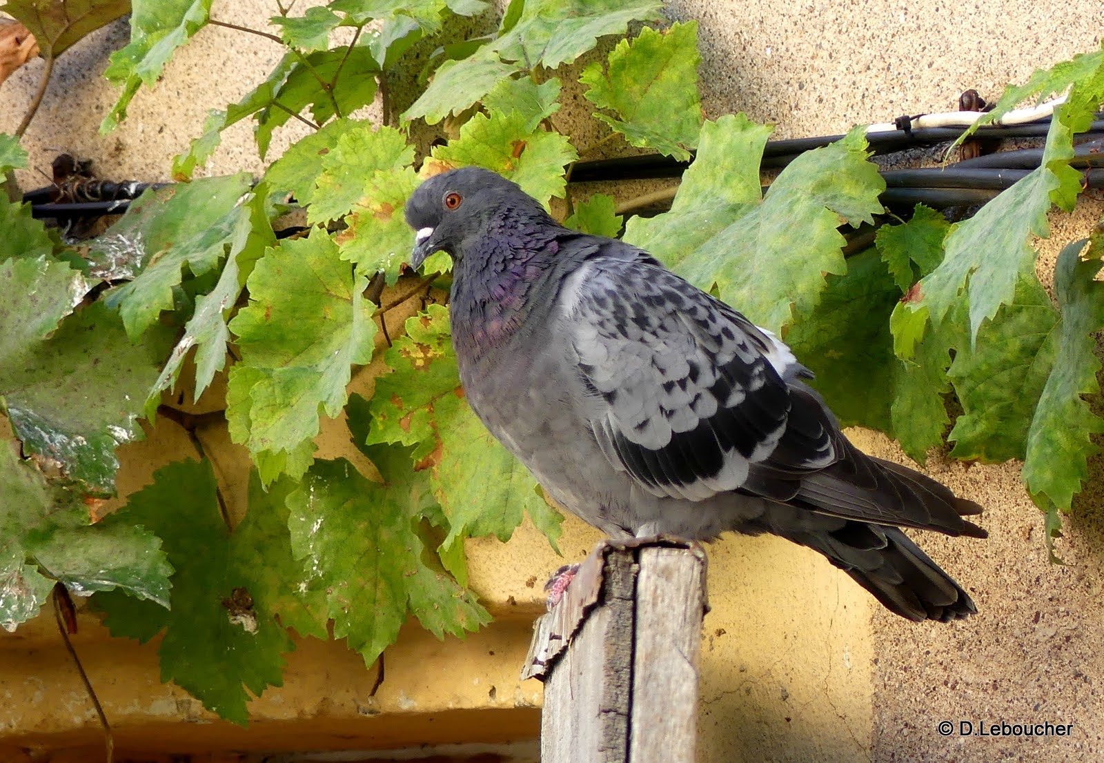 Balade conte  Pzenas